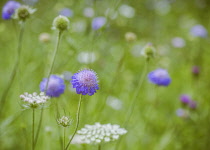 Scabious, Scabiosa, Close-up of mauve coloured flower growing in wild meadow.