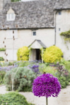 Allium, Allium Sativum, Purple flowers growing in the walled kitchen garden with bees on the flowerhead.