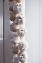 Garlic, Allium Sativum, A braid of hanging garlic bulbs in a kitchen.