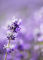 Lavender, Lavandula, Mauve coloured flowers growing outdoor.