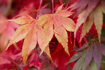 Maple, Sapindaceae, Red coulored autum leaves.