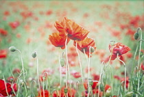 Poppy, Papaveraceae, Red coloured Poppies growing in a field.