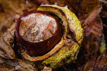 Horsechestnut, Aesculus Hippocastanum, Conkers emerging from their shells nestled amongst fallen autumn leaves.