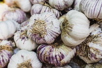 Garlic, Allium Sativum, Close-up of fresh garlic.