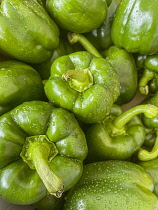 Pepper, Green Peppers, Capsicum Annuum, Bbell peppers after a shower of rain with droplets of water.