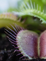 Venus Flytrap,  Dionaea Muscipula, shot of the carniverous plant.