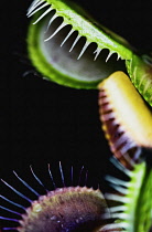 Venus Flytrap,  Dionaea Muscipula, shot of the carniverous plant.