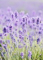 Lavender, Lavandula, Mauve coloured flowers growing outdoor.