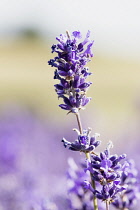 Lavender, Lavandula, Mauve coloured flowers growing outdoor.