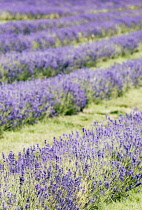 Lavender, Lavandula, Mauve coloured flowers growing outdoor.