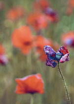 Poppy, Papaveraceae, Red colured flowers growing in a field.