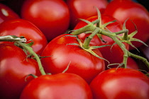 Tomato, Solanum Lycopersicum, Organic tomatoes on display in maket.