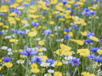 Bachelors Button, Centaurea Cyanus, A field of English meadow flowers, including Bachelor Buttons, cornflowers and assorted varieties of daises.