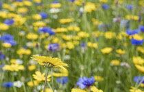 Daisy, Yellow flower growing outdoor in a field of English meadow flowers, including Bachelor Buttons, cornflowers and assorted varieties of daises.