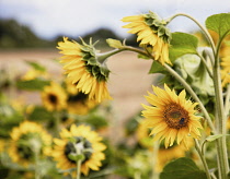 Sunflower, Helianthus, Yellow coloured flowers growing outdoor.