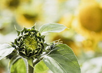 Sunflower, Helianthus, Unopened sunflowers heads growing outdoor.