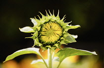 Sunflower, Helianthus, Unopened sunflowers heads growing outdoor.