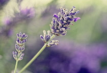 Lavender, Lavabdula, Mauved coloured flowers growing outdoor.