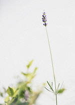 Lavender, Lavabdula, Mauved coloured flowers growing outdoor.