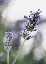 Lavender, Lavabdula, Mauved coloured flowers growing outdoor.