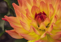 Dahlia, Close-up detail of orange coloured flower growing outdoor showing petal pattern.