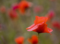 Poppy, Papaver, Side view of red coloured flower with delicate petals growing outdoor.