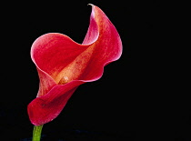 Lily, Calla Lily, Zantedeschia, Studio shot of single red coloured flower.