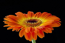 Gerbera, Asteraceae, Studio shot of orange coloured flower showing petals and stamen.