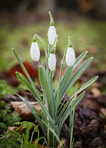Snowdrops, Galanthus, Small white flowers growing outdoor with raindrops.