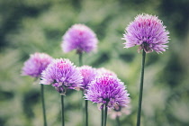 Allium, Allium Sativum, Mauve coloured flowers growing outdoor.