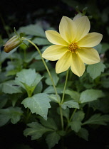 Dahlia, Dahlia Dissecta, Yellow coloured flower growing outdoor.