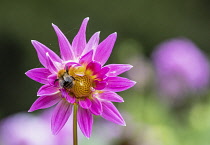 Dahlia, Bumble bee on pink coloured flower growing outdoor.