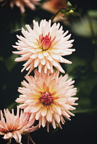 Dahlia, Pink coloured spikey flowers growing outdoor.