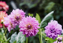 Dahlia, Pink coloured  'Pom Pom' flower growing outdoor.