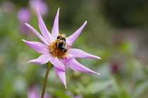 Dahlia, Bumble bees on pink coloured flower growing outdoor.