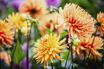 Dahlia, Mass of orange coloured flowers growing outdoor.