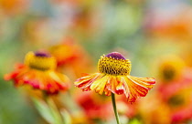 Sneezeweed, Helenium 'Moerheim Beauty', Orange coloured flowers growing outdoor.