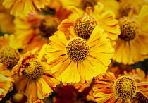 Sneezeweed, Common sneezeweed, Helenium 'Moerheim Beauty', Orange coloured flower growing outdoor with petals and stamen visible.