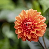 Dahlia, Orange coloured single 'Pom Pom' flower growing outdoor.