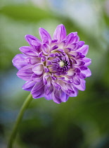 Dahlia, Purple coloured single 'Pom Pom' flower growing outdoor.