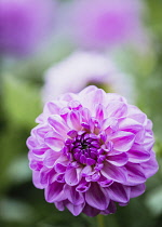 Dahlia, Purple coloured single 'Pom Pom' flower growing outdoor.