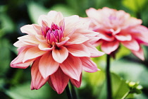 Dahlia, Pink coloured shaggy flower growing outdoor.