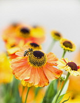 Sneezeweed, Common sneezeweed, Helenium 'Moerheim Beauty', Orange coloured flower growing outdoor with petals and stamen visible.