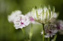 Astrantia 'Great Masterwort', Astrantia Major, Pale coloured flowers growing outdoor.