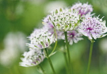 Astrantia 'Great Masterwort', Astrantia Major, Pale coloured flowers growing outdoor.