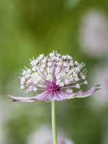 Astrantia 'Great Masterwort', Astrantia Major, Pale coloured flowers growing outdoor.