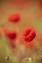 Poppy, Papaveraceae, Side view of red coloured flower growing outdoor.