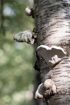 Polypore Fungi, Polyporaceae, Polypore growing on the bark of trees in the ancient woodland at Piddington, Oxfordshire.