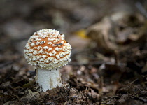 Amanita Muscaria, Fly Agaric, Fly Amanita mushrooms growing in the ancient Piddington woodland in Oxfordshire.
