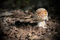 Amanita Muscaria, Fly Agaric, Fly Amanita mushrooms growing in the ancient Piddington woodland in Oxfordshire.